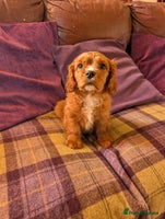 Cavachon dogs 1 Stunning Deep Red F1b Cavachon Boy💙 - Advert 2
