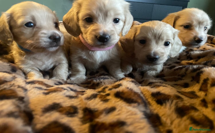 Miniature Dachshund dogs - Advert 3