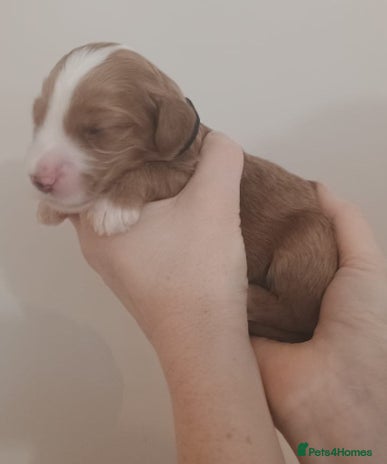 Mixed Breed dogs - Advert 1