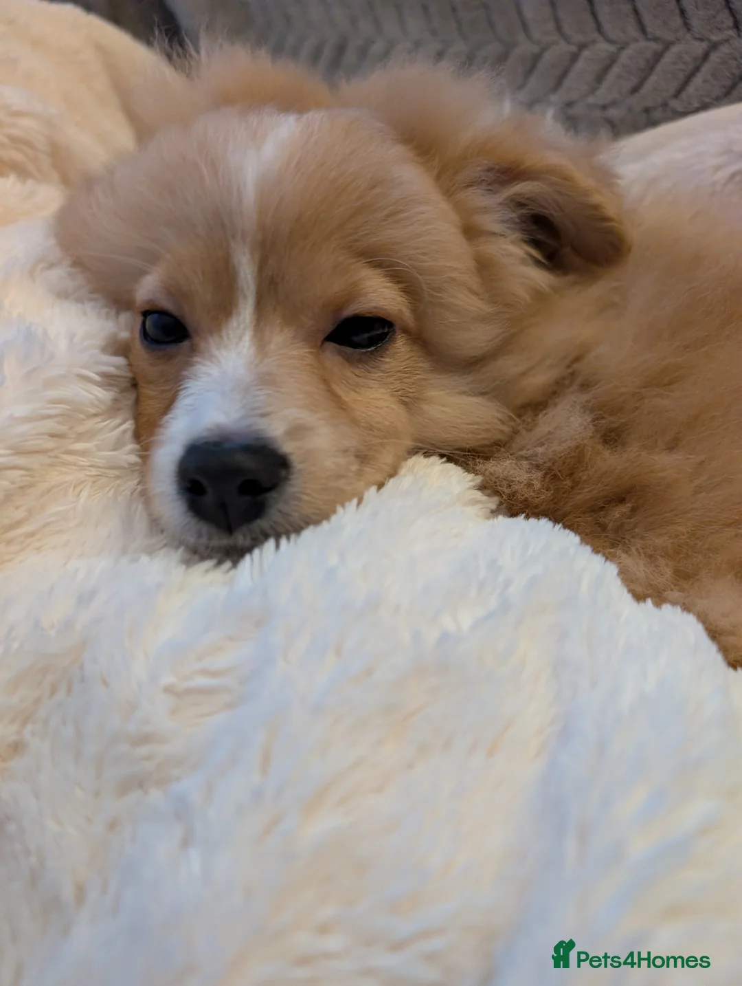 Mixed Breed dogs for sale: Fred - pom cross - Advert 2