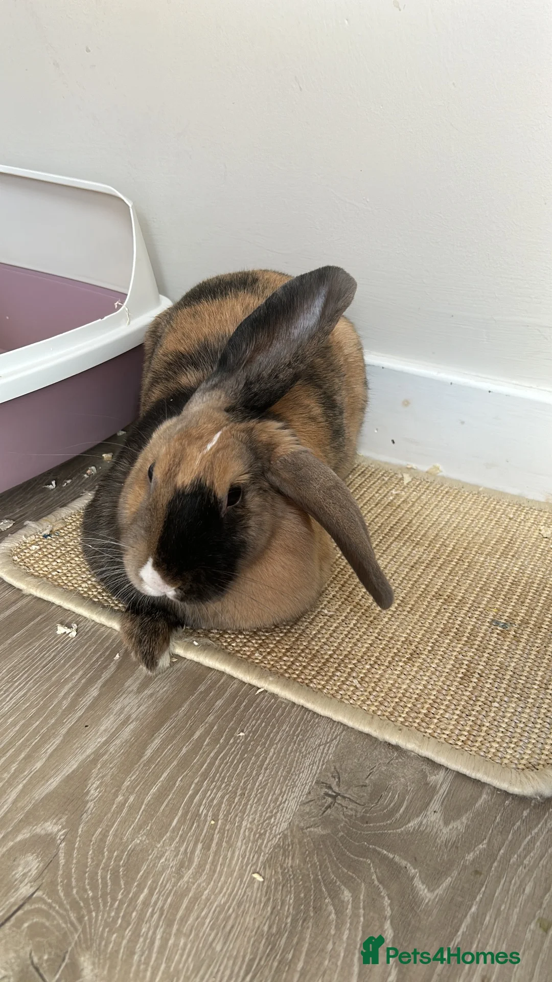 French Lop rabbits for sale: GIANT FRENCH LOP BUNNY  in Aboyne - Advert 16