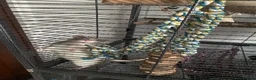 Rat rodents for sale: Cage and accessories  - Advert 4