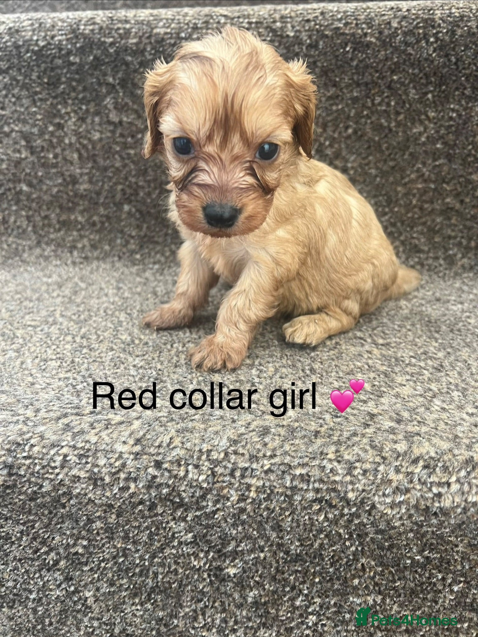 Cavapoo dogs Health tested cavapoos ready 19th August 💙💕 - Advert 1