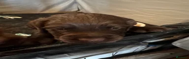 Cocker Spaniel 3