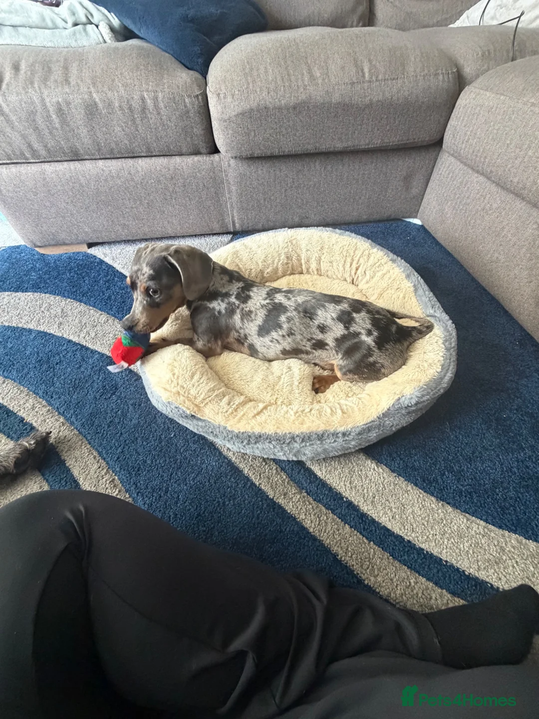 Dachshund dogs for sale: chester  in Bradford - Advert 2