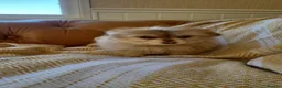 Mixed Breed dogs for sale: Pomskpoos - Advert 5