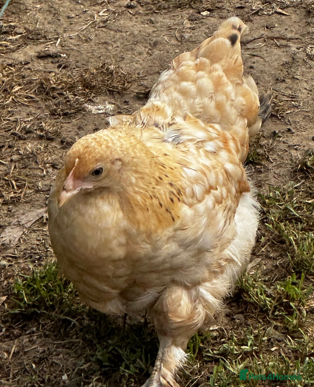 Chickens poultry for sale: Silkie and other chicks,growers and layers - Image 29