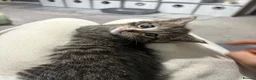 British Shorthair cats for sale: beautiful tabby kitten - Advert 5
