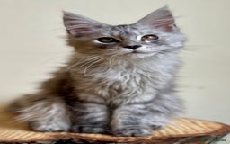 Maine Coon cats for sale: Beautiful pure bread Maine Coon kittens - Image 17