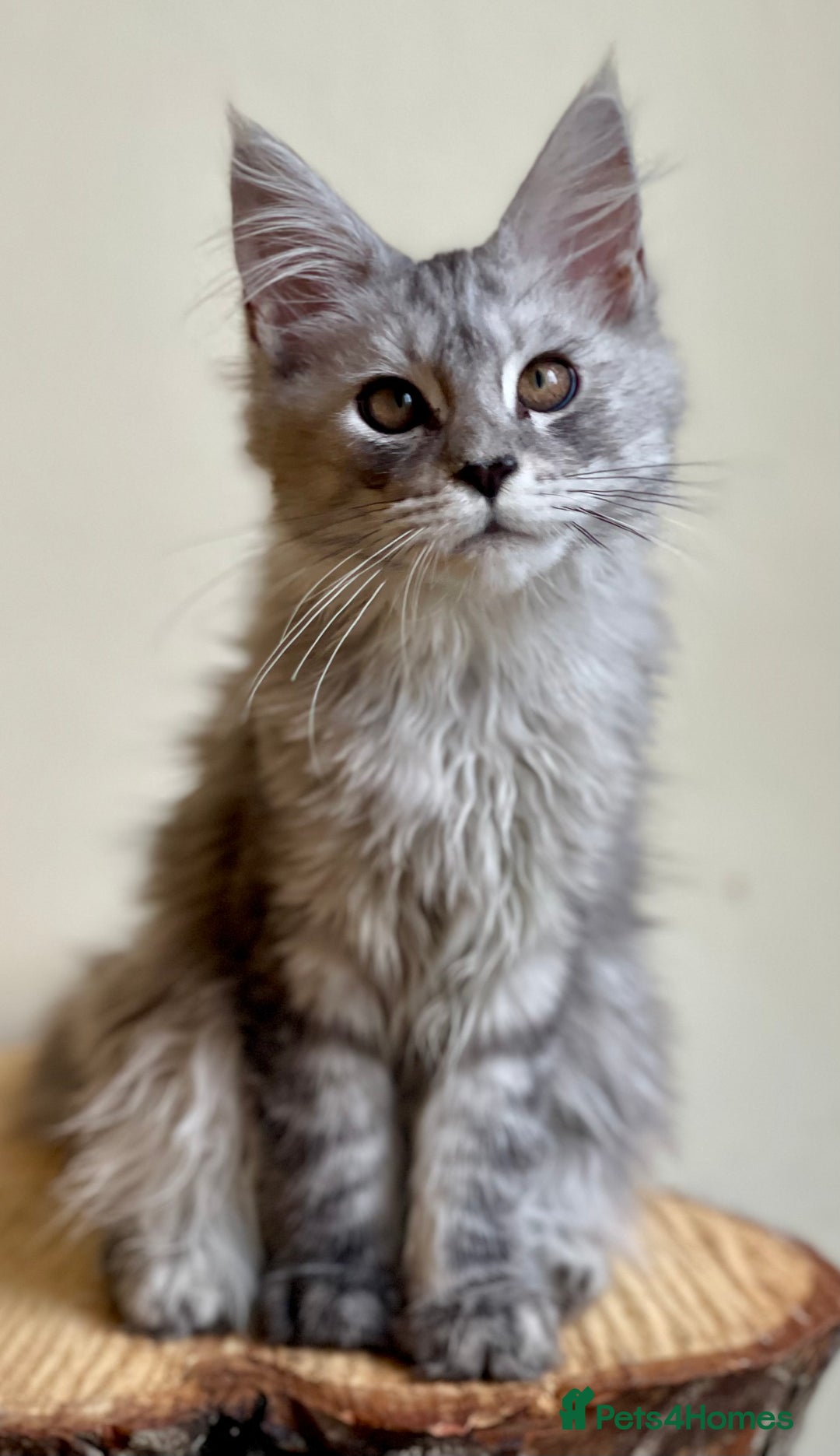 Maine Coon cats for sale: Beautiful pure bread Maine Coon kittens - Image 17