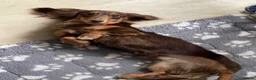 Miniature Dachshund dogs for sale: Miniature long-hair dachshund in Manchester - Advert 11