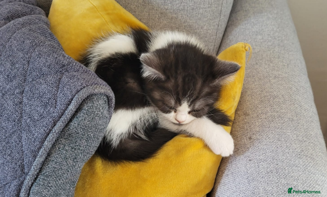 British Shorthair cats for sale: Olly needs his forever home-Help this lovely boy💙 - Image 2