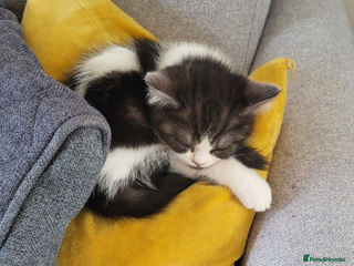 British Shorthair cats - Advert 23