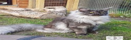 Maine Coon cats for sale: Very Special beautiful girl  - Advert 3