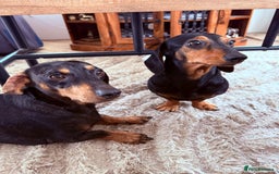 Miniature Dachshund dogs for sale: Miniature Dachshunds For Sale  - Image 8