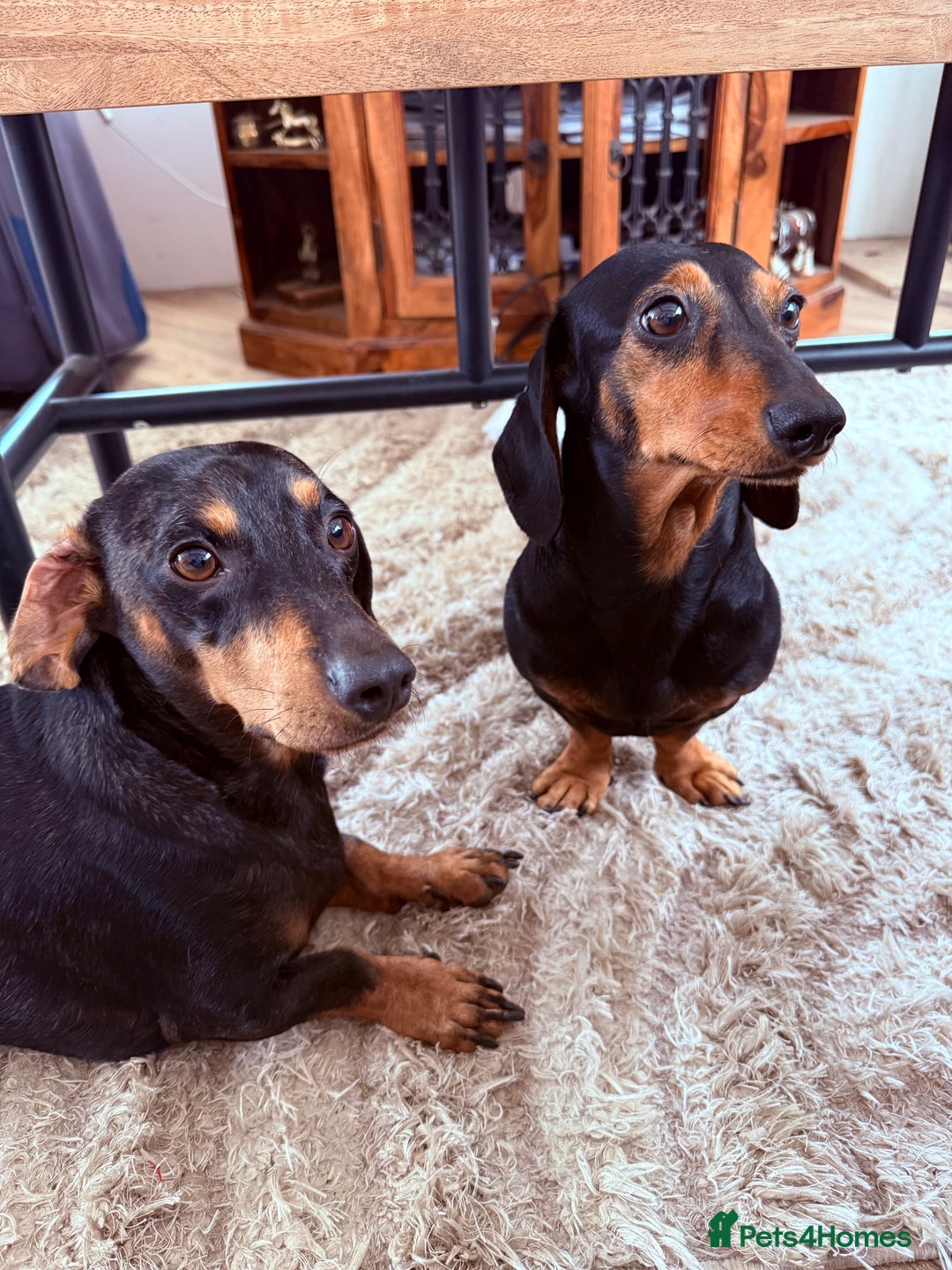 Miniature Dachshund dogs for sale: Miniature Dachshunds For Sale  - Image 8