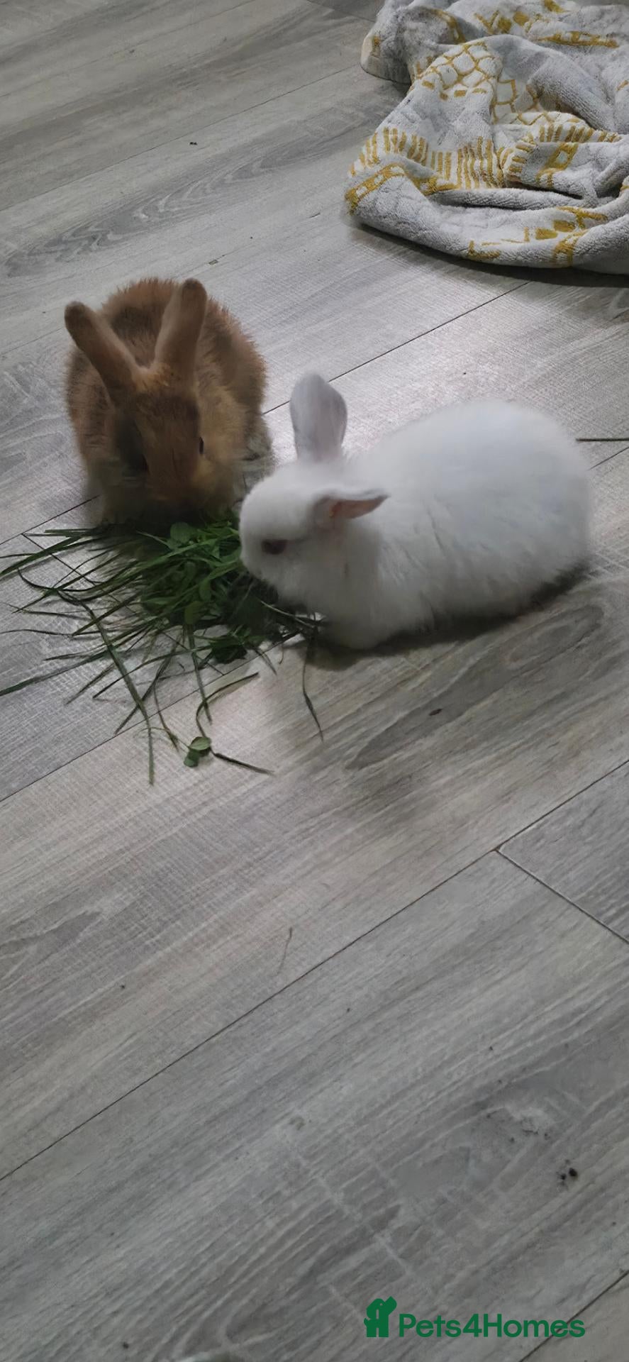 Mixed Breed rabbits Rabbits - Advert 2