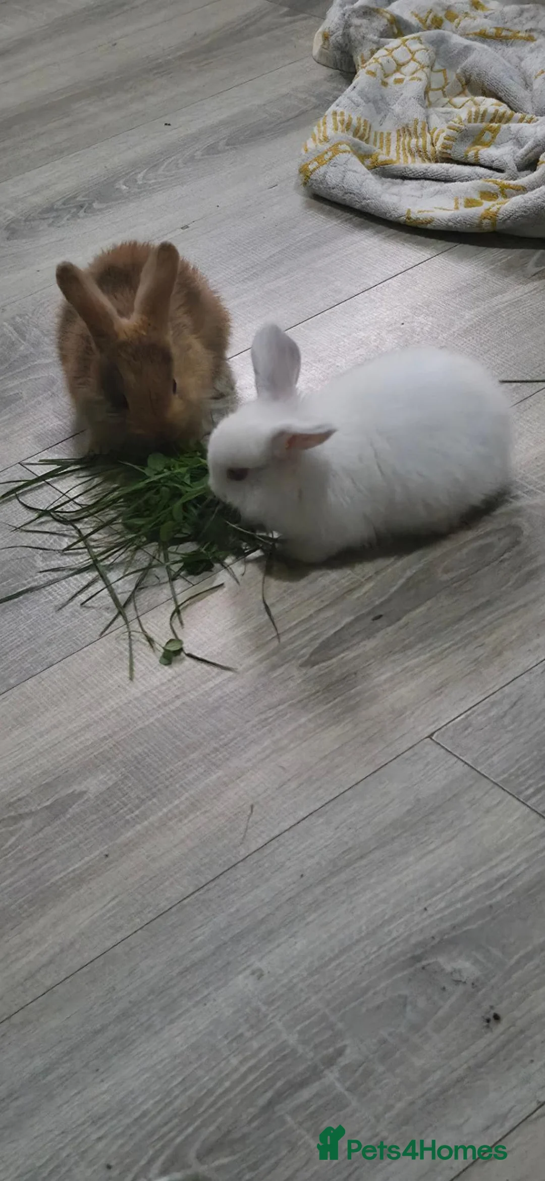 Mixed Breed rabbits for sale: Rabbits in Rossendale - Advert 1
