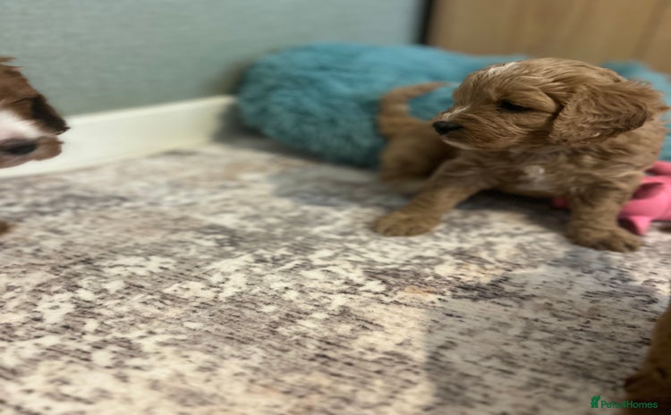 Cavapoo dogs Rare unique moyen Cavapoos - Advert 1