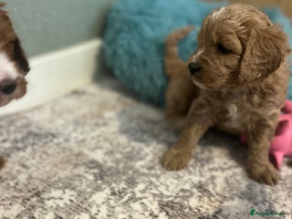 Cavapoo dogs Rare unique moyen Cavapoos - Advert 1