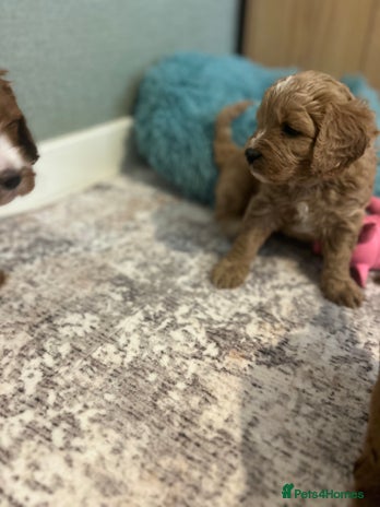 Cavapoo dogs Rare unique moyen Cavapoos - Advert 1