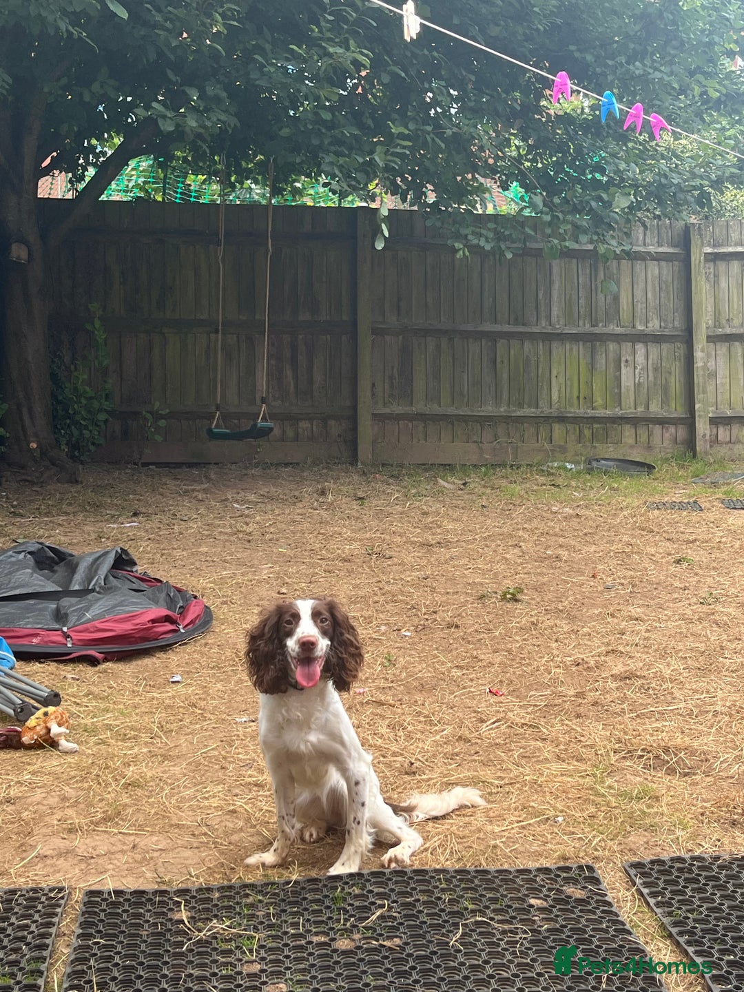 English Springer Spaniel dogs for sale: 15m Female Springer Spaniel for rehome. - Image 3