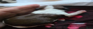 Shih Tzu 2