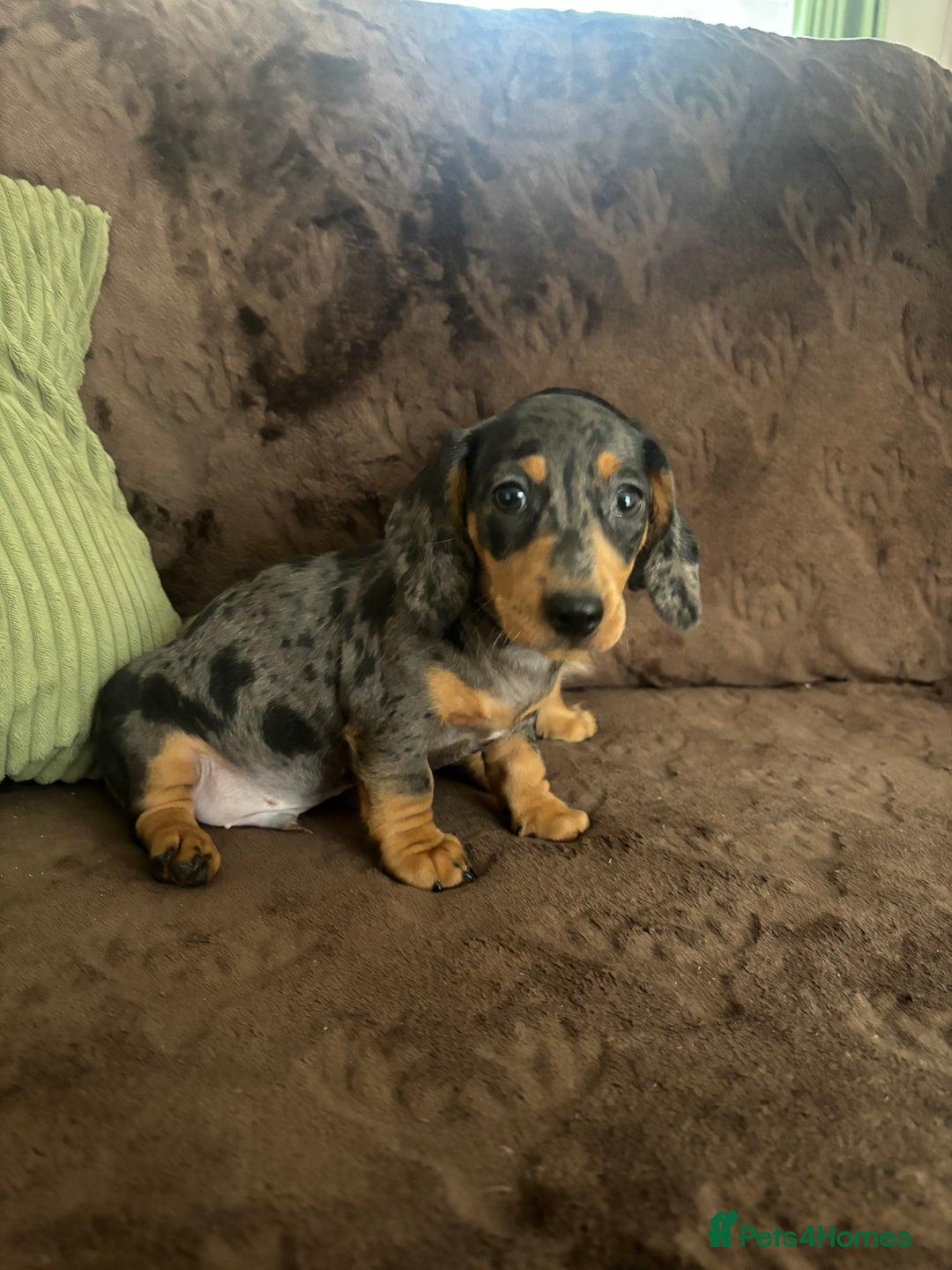 Miniature Dachshund dogs for sale: Dachshund puppies - Image 4