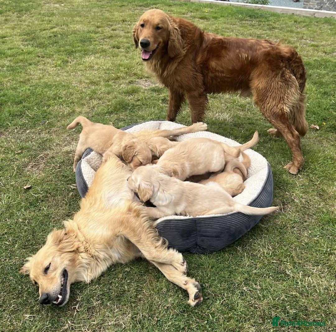 Golden Retriever dogs for sale: Beautiful KC Golden Retriever Puppies - Image 28