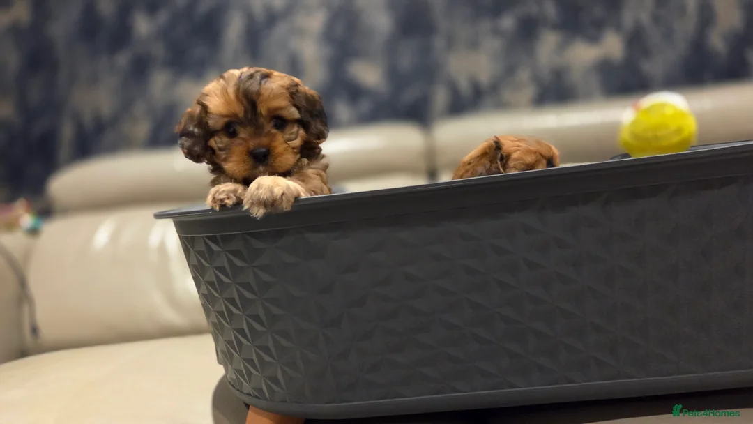 Cavapoo dogs for sale: Beautiful Cavapoo Puppies – Ready from 7th March - Advert 19