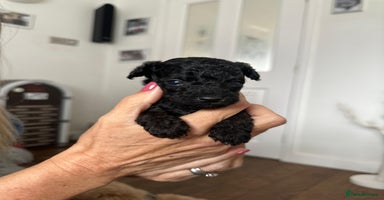 Toy Poodle dogs - Advert 7