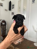 Toy Poodle dogs - Advert 10