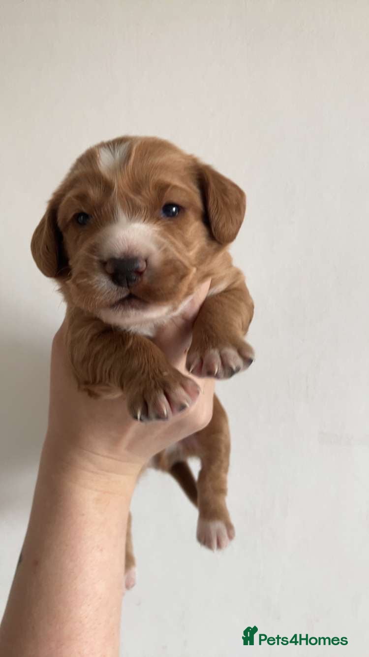 Cocker Spaniel dogs Cocker Spaniel Pups  - Advert 10