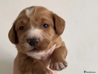 Cocker Spaniel dogs Cocker Spaniel Pups - Advert 10