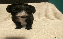 Mixed Breed dogs for sale: Staffypoos for sale - Image 18