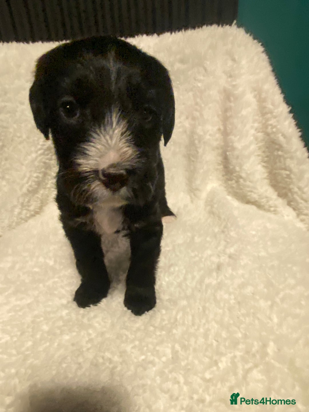 Mixed Breed dogs for sale: Staffypoos for sale - Image 18
