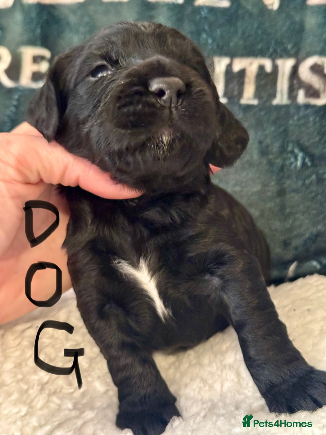 Cocker Spaniel dogs for sale: A gorgeous litter of WCS - Advert 26