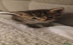 Mixed Breed cats for sale: Tabby kittens - Image 4