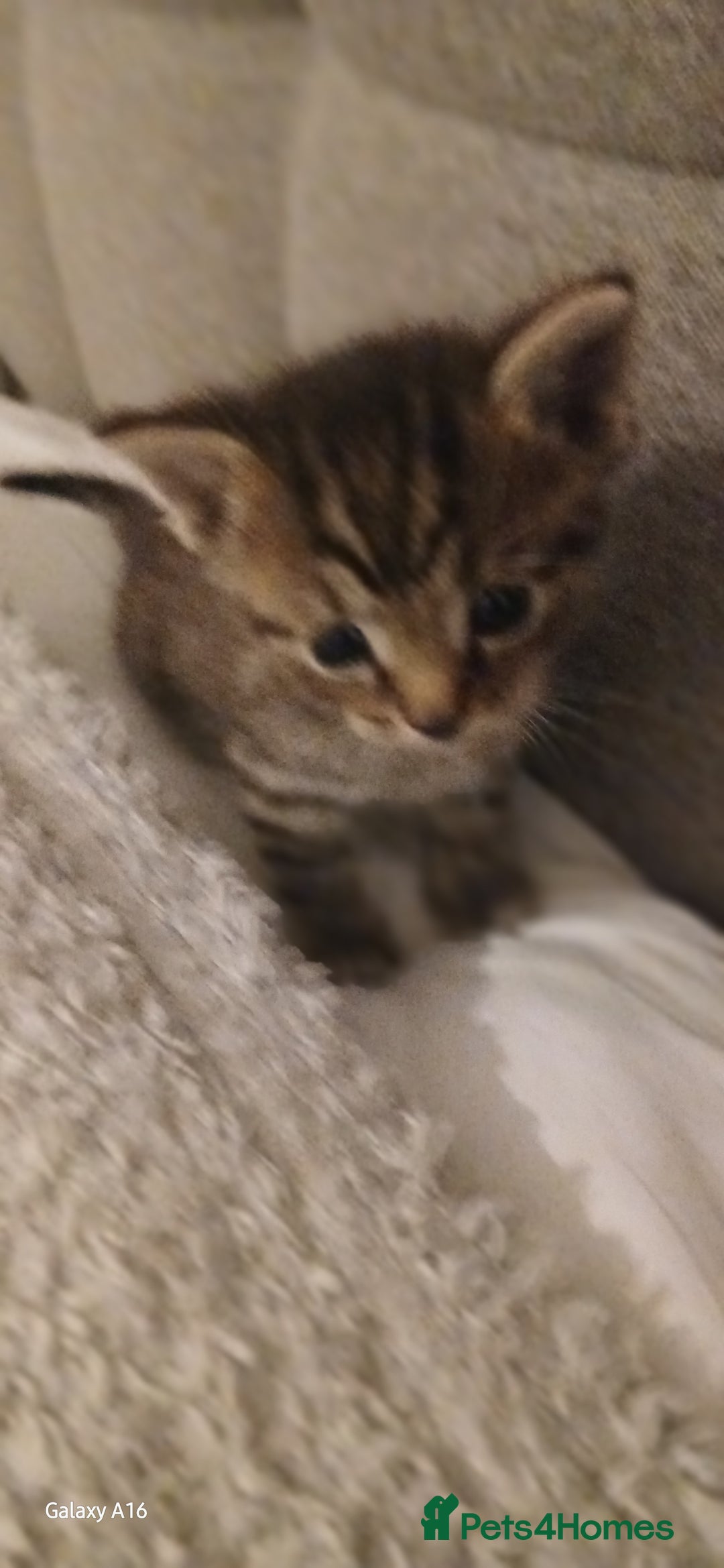 Mixed Breed cats for sale: Tabby kittens - Image 4