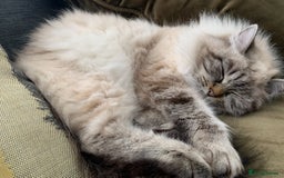 Siberian cats for sale: 🐾 Blue-Eyed Siberian Kittens- 1 Boy & 1 Girl 🐾 - Image 6