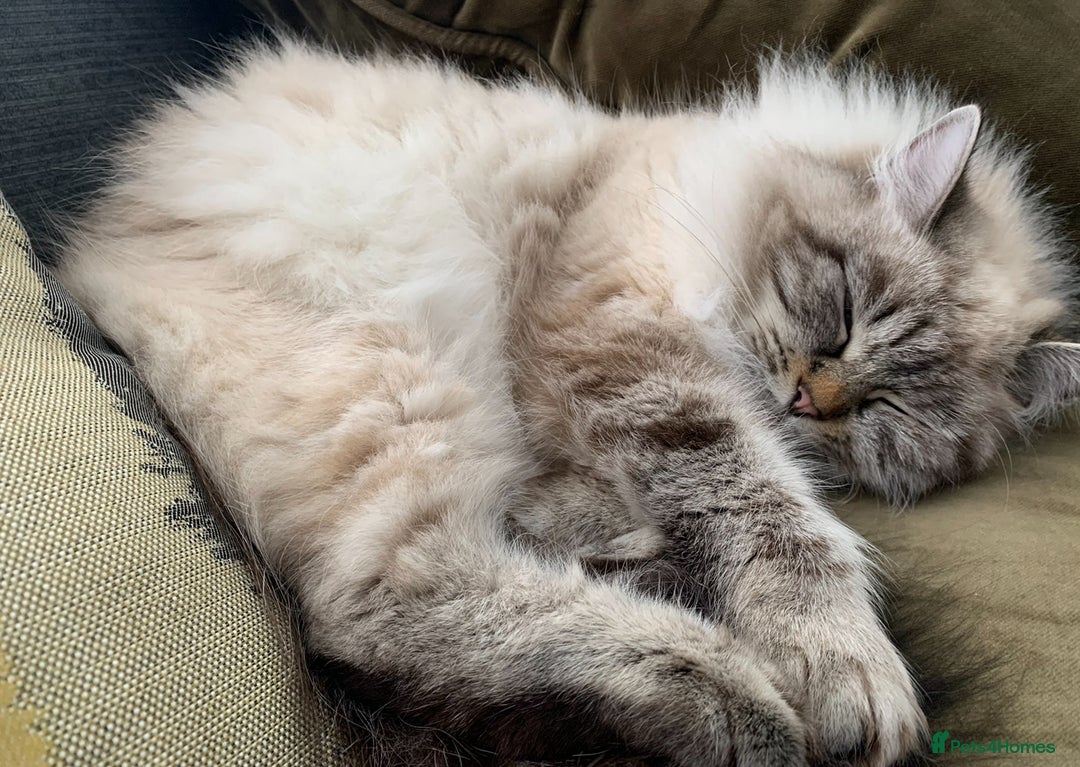 Siberian cats for sale: 🐾 Blue-Eyed Siberian Kittens- 1 Boy & 1 Girl 🐾 - Image 6