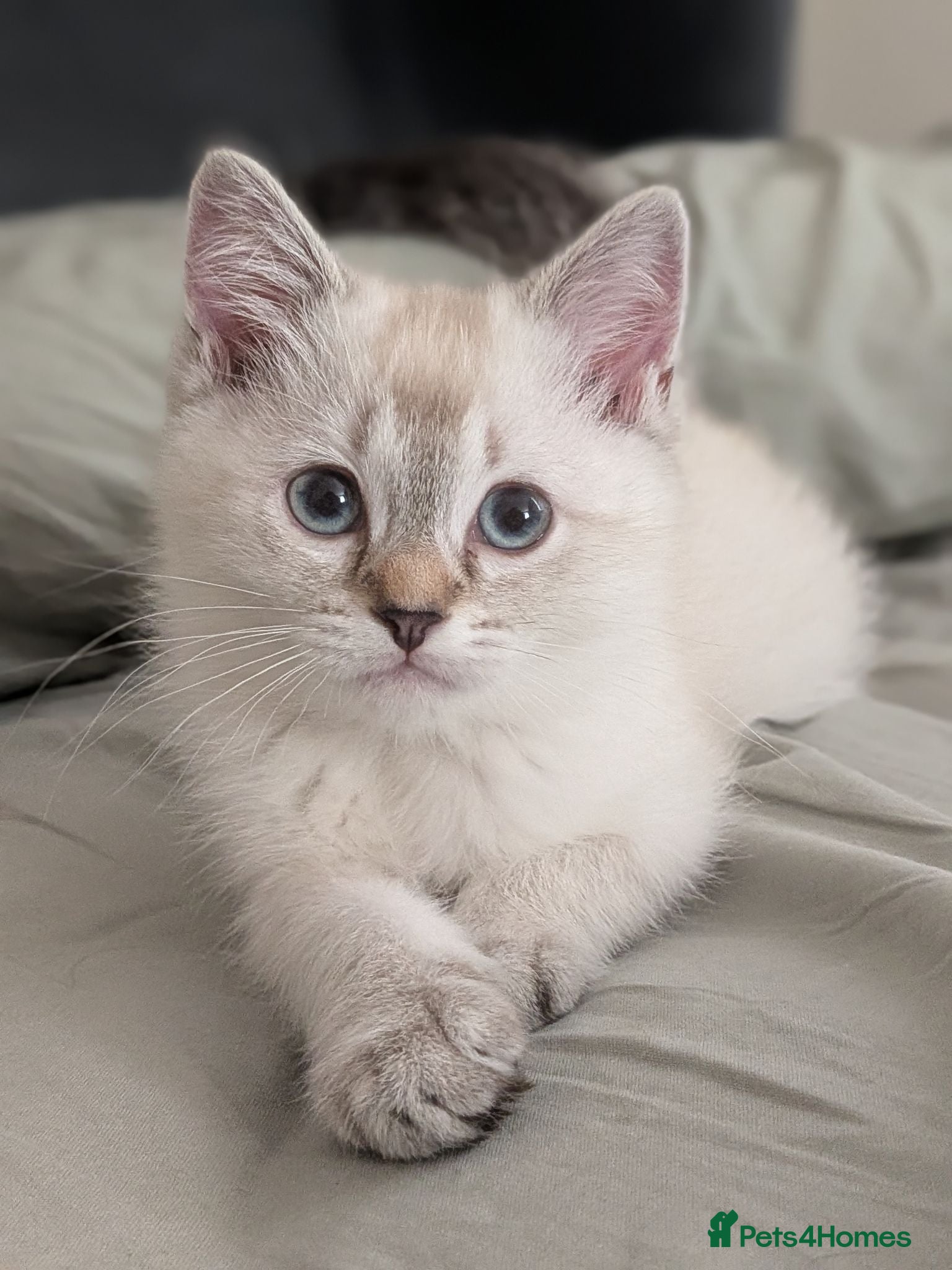 Mixed Breed cats Ragdoll x Scottish Fold kittens 2 available  - Advert 1