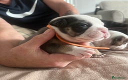 Olde English Bulldogge dogs for sale: Old English bulldog puppies - Image 9
