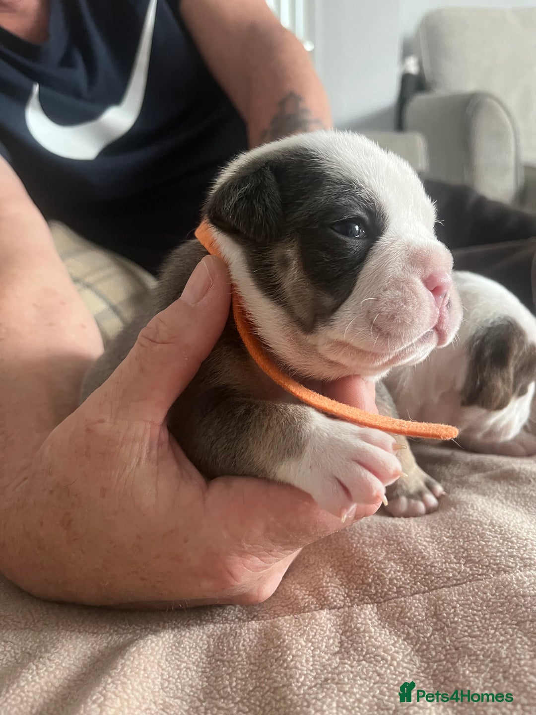 Olde English Bulldogge dogs for sale: Old English bulldog puppies - Image 9