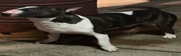 Bull Terrier dogs for sale: Beautiful puppy looking for forever home  - Advert 5