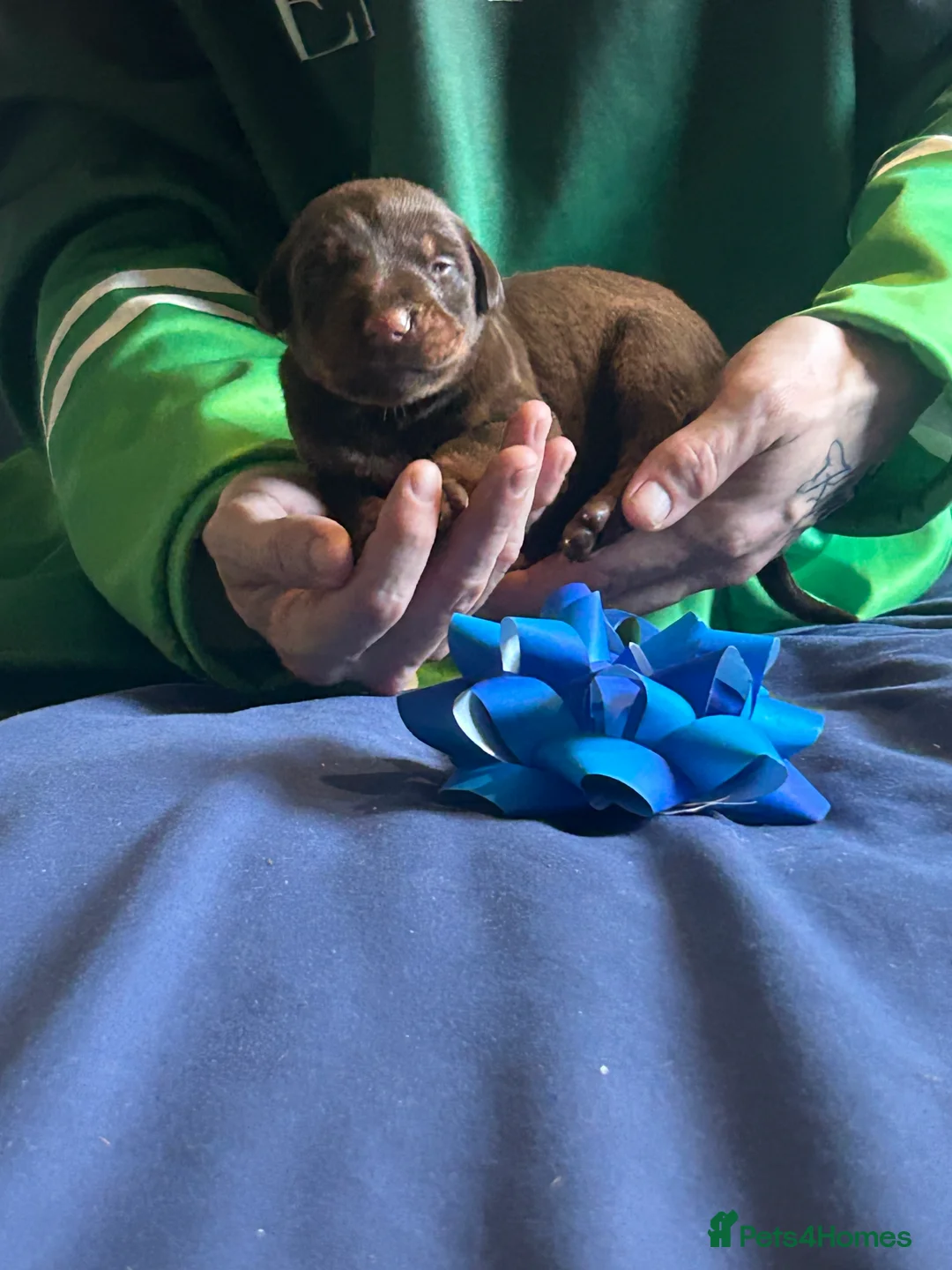 Dobermann dogs for sale: 7 beautiful Dobbman puppies  - Advert 18