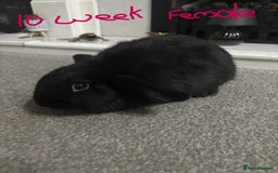 Netherland Dwarf rabbits for sale: netherland dwarf x minilop 5 black / brown rabbits - Image 22