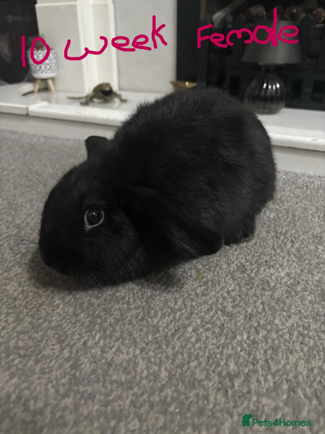 Netherland Dwarf rabbits for sale: netherland dwarf x minilop 5 black / brown rabbits - Image 22