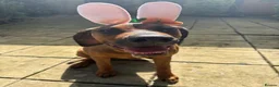 Rhodesian Ridgeback dogs for sale: KC Registered Ridgeback Male Seeking Forever Home  in Huntingdon - Advert 4