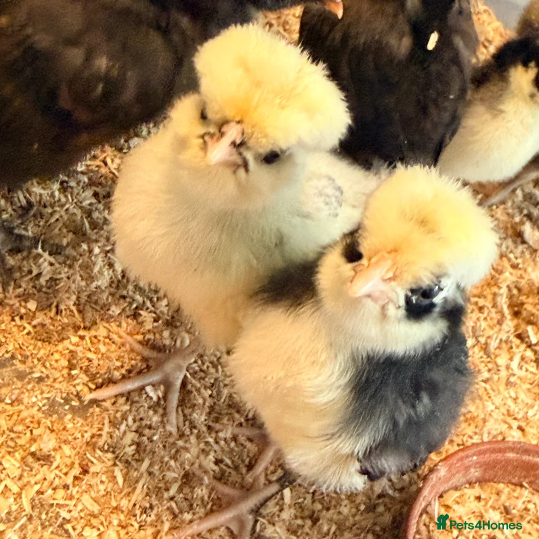 Chickens poultry for sale: Silkies & polish chicks  - Advert 2